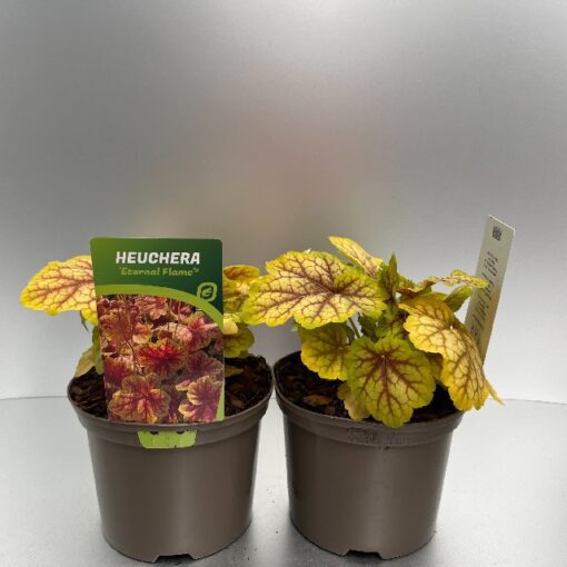 Heuchera Eternal Flame®