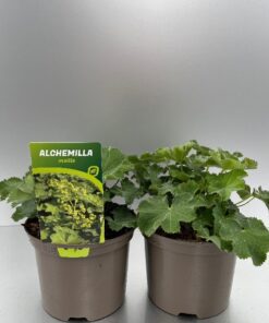 Alchemilla Mollis