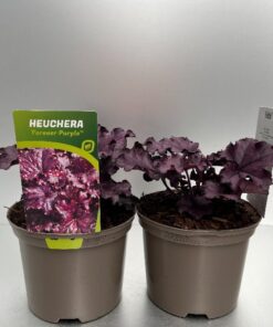 Heuchera Forever Purple