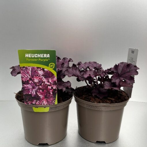 Heuchera Forever Purple