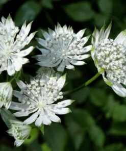 Astrantia Major Shaggy