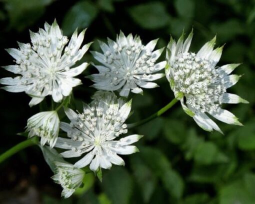 Astrantia Major Shaggy