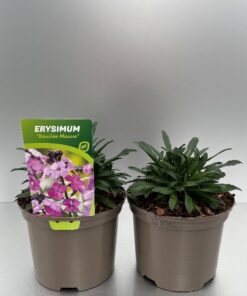 Erysimum Bowles Mauve
