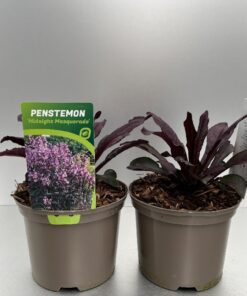 Penstemon Midnight Masquerade