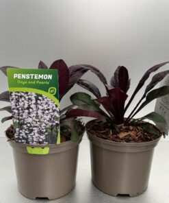 Penstemon Onyx And Pearls