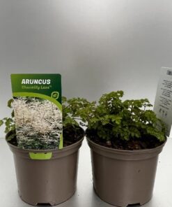 Aruncus Chantilly Lace