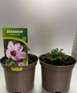Geranium Cinereum Ballerina