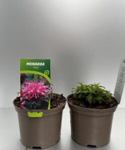 Monarda Balmy Pink