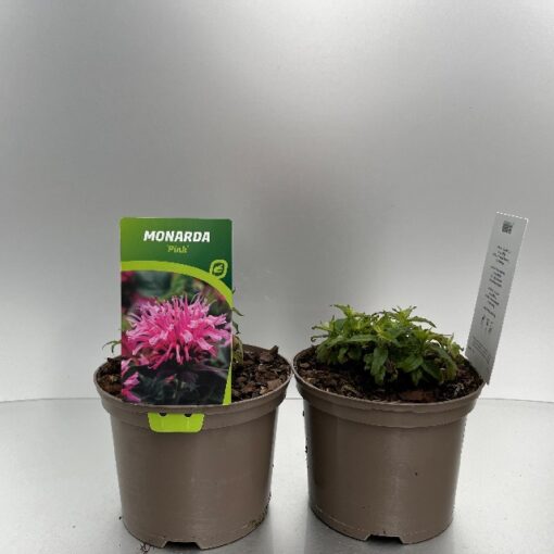 Monarda Balmy Pink