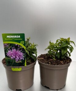 Monarda Didyma Beemine Lavender