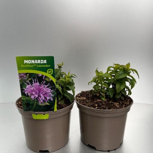 Monarda Didyma Beemine Lavender