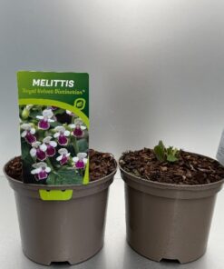 Melittis Melis. ´Royal Velvet Distinction´®