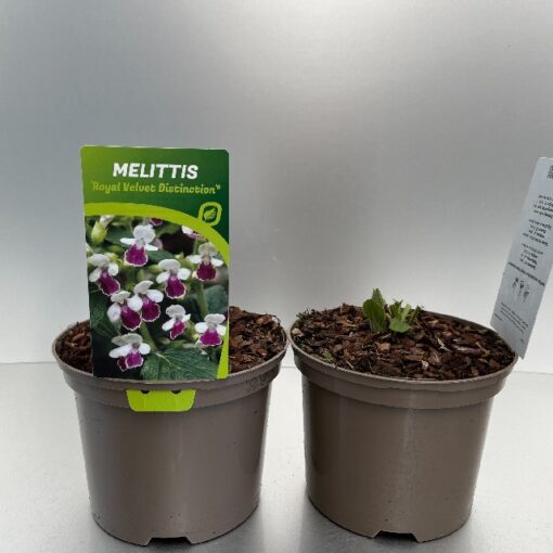 Melittis Melis. ´Royal Velvet Distinction´®