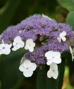 Hydrangea Aspera Macrophylla