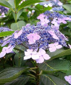 Hydrangea Serrata Bluebird