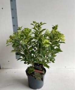 Hydrangea Pan. Little Lime©