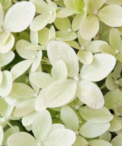 Hydrangea Pan. Magical Lime Sparkle®