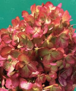 Hydrangea Pan. Petite Cherry®