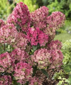 Hydrangea Pan. Petit Lantern
