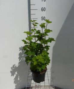 Ribes Sanguineum King Edward Vii