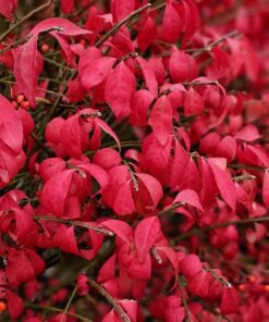 Euonymus Alatus Compactus