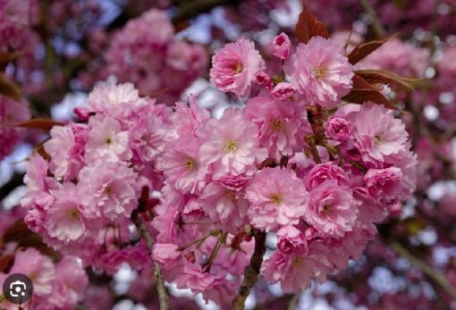 Prunus Serrulata Kiku Shidare Zakura