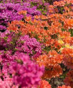 Azalea Mollis Knaphill