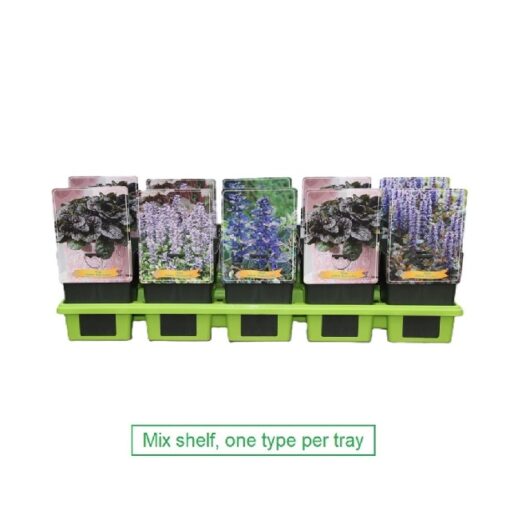 Ajuga