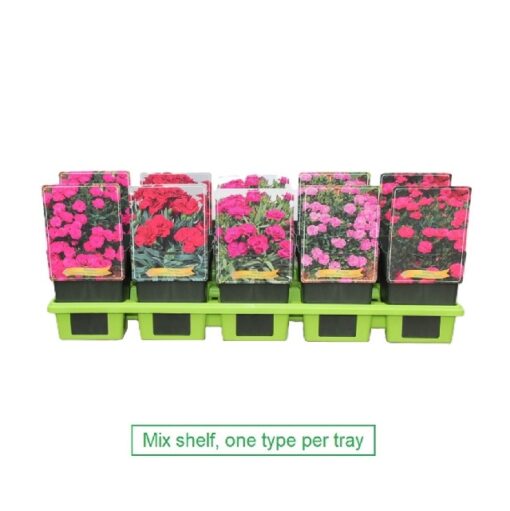 Dianthus