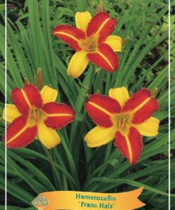 Hemerocallis Mix