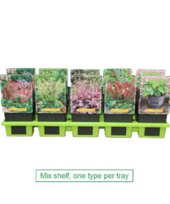 Heuchera Mix