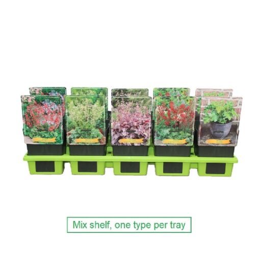 Heuchera Mix