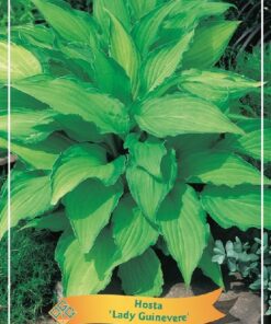 Hosta Mix