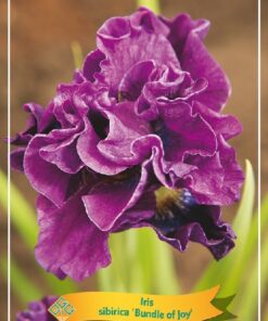 Iris Sibirica Mix