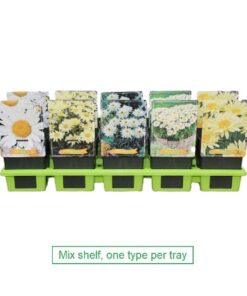 Leucanthemum