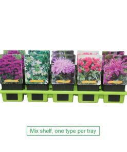 Monarda