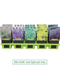 Nepeta (Vaste Plant)
