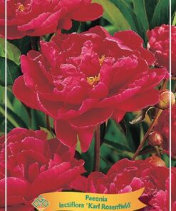 Paeonia lactiflora