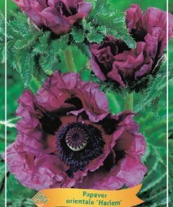 Papaver Orientale