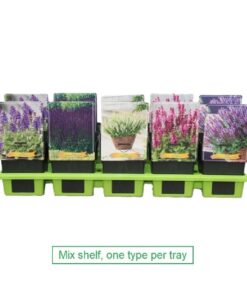 Salvia Mix