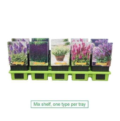 Salvia Mix