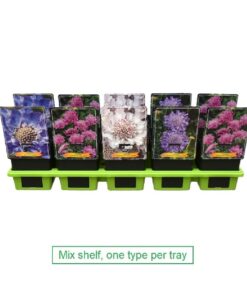 Scabiosa Mix