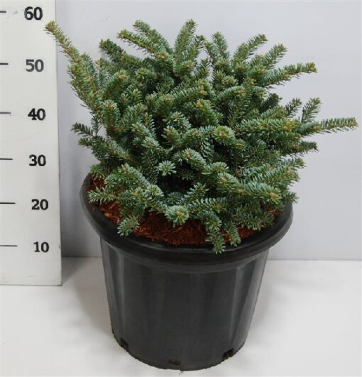 Abies Koreana Blue Emperor