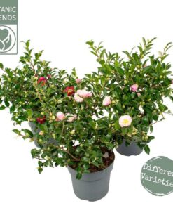 Camellia Sasanqua