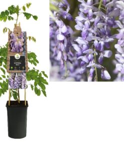 Wisteria Sinensis