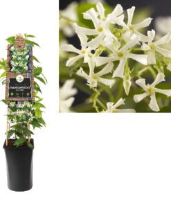 Trachelospermum Jasminoides