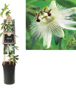 Passiflora Constance Elliot