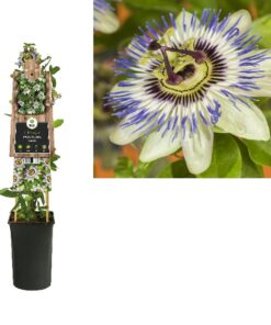 Passiflora Caerulea