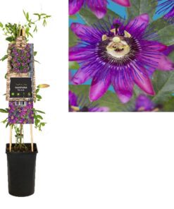 Passiflora Beervelde