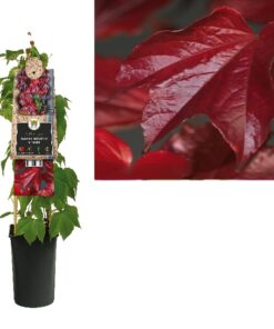 Parthenocissus Tricuspidata Veitchii